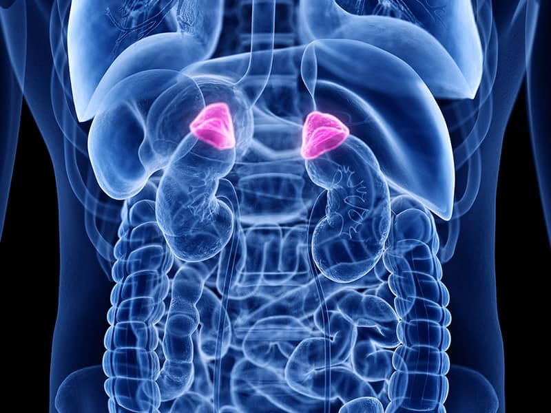 Echelon Health - work-stress blog - adrenal glands cortisol adrenaline