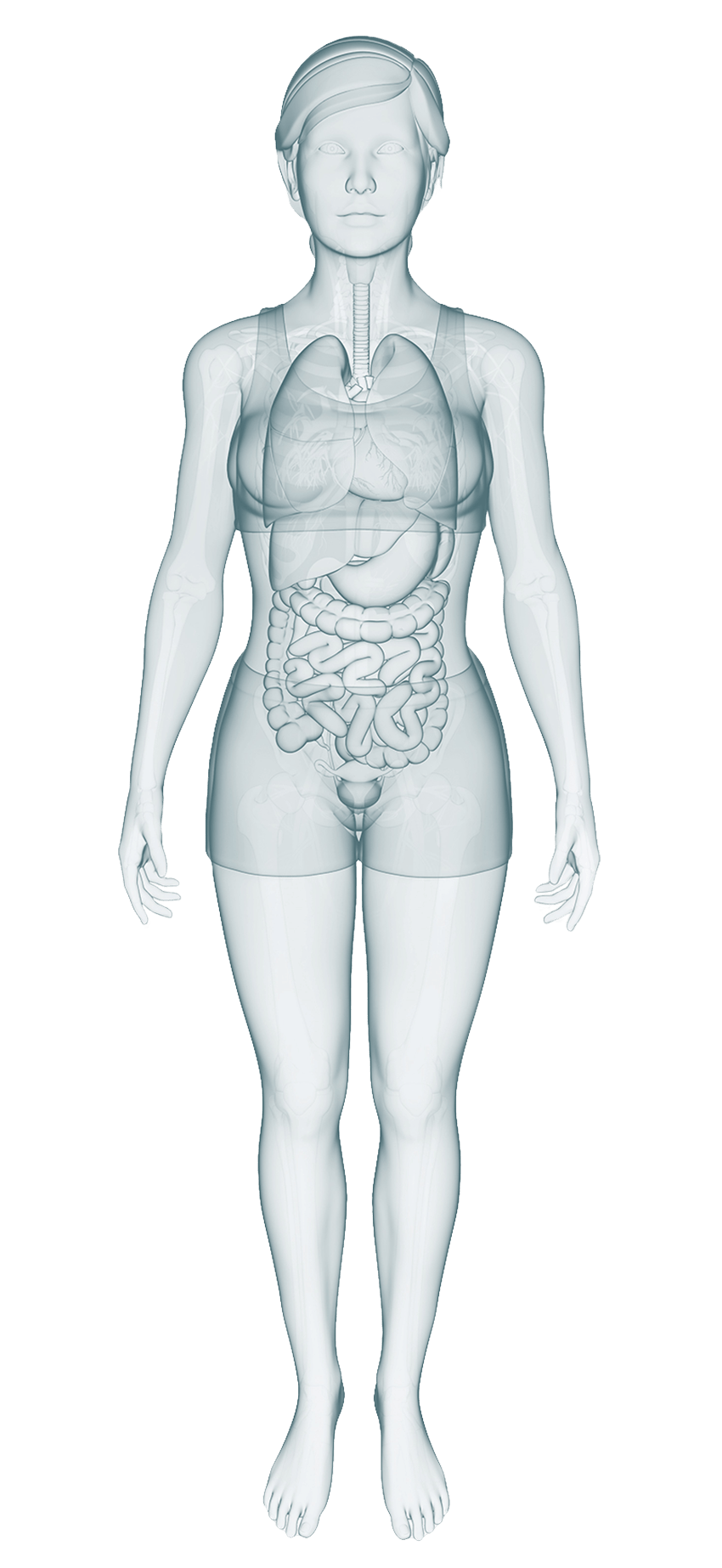 body map female image showing major organs